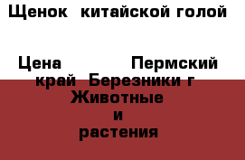 Щенок  китайской голой › Цена ­ 2 000 - Пермский край, Березники г. Животные и растения » Собаки   